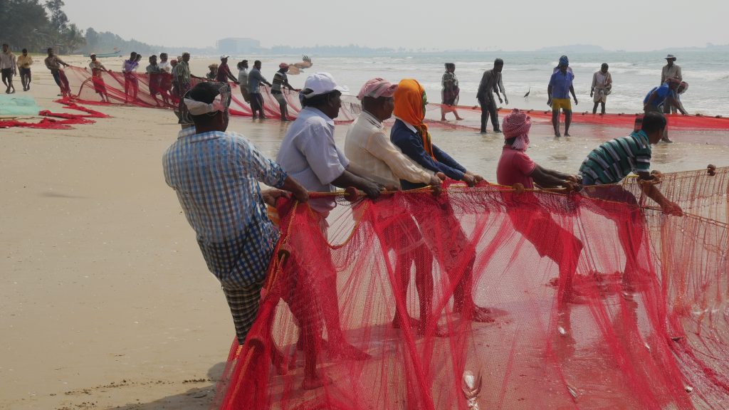 Local fishermen haul in their catch